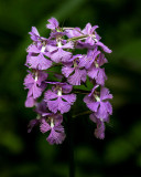 Purple Fringed Orchid