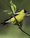 Yellow Finch