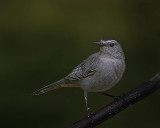 Catbird