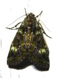 Anaplectoides prasina - 11000 - Green Arches 