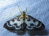 Eurrhypara hortulata - 4952 - Small Magpie Moth