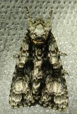 Acronicta superans - 9226 - Splendid Dagger