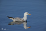 Giovane Gabbiano roseo, Young Slender-billed Gull