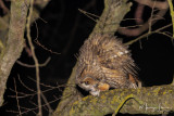 Gufo comune con preda, Long-eared Owl with prey