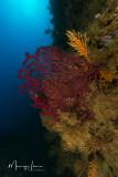 Gorgonia rossa, Violescent sea-whip