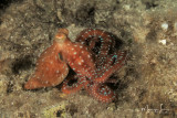 Polpessa, White spotted octopus