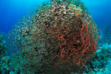 I colori del reef con pesci vetro, Reefs colors and glass fishes