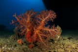 Alcionario, Soft coral