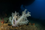 Alcionario, Soft coral