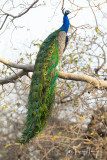 Pavone,Indian Peafowl