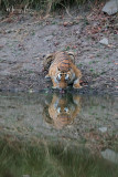 tigre del Bengala , Bengal tiger