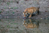 Tigre del Bengala,  Bengal Tiger