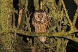 Gufo comune, Long-eared Owl