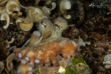 Polpo, Octopus