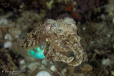 Seppia, Cuttlefish