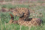 Prairie Rattlesnake