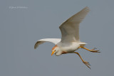 Cattle Egret