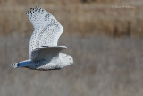 Snowy Owl