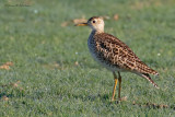 Upland Sandpiper