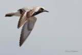 Black-bellied Plover