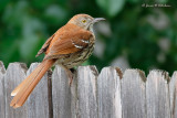 Brown Thrasher