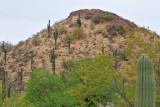 Phoenix Desert Botanical Gardens
