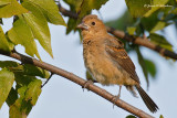 Blue Grosbeak