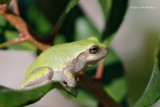 Gray Treefrog