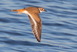 Killdeer