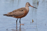 Hudsonian Godwit