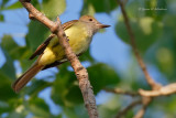 Great Crested Flycatcher