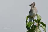 Blue Jay