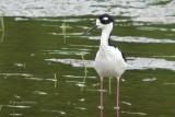 Black-necked Stilt