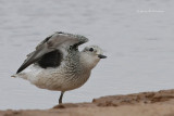 Black-bellied Plover