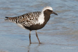 Black-bellied Plover