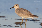 Red Knot