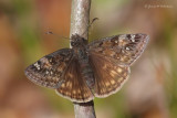 Juvenals Duskywing