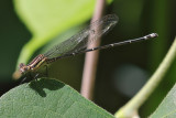 Dusky Dancer