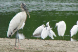 Wood Stork