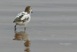 Semipalmated Sandpiper