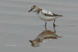 Semipalmated Sandpiper