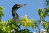 Neotropic Cormorant