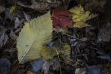 DSC01303.jpg