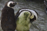 Boulders Beach