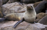 Cape Cross Seal Reserve, Namibia