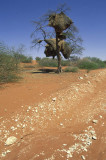 Kalahari Desert, Namibia