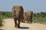 Addo Elephant National Park