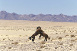 Naukflut, Namibia