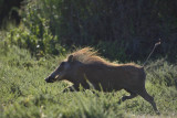 Addo Elephant National Park