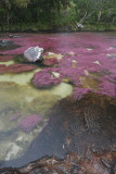 La Macarena, Caño Cristales